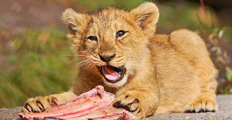 We Eat Too Much Meat! Raw Cat Food Diet, Raw Cat Food, Diy Cat Food, Lion Africa, Asiatic Lion, Raw Cat Food Recipes, Panthera Leo, Wild Lion, Cat Nutrition