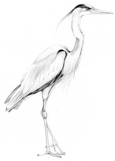 Heron Bird Tattoo, Egret Drawing, Egret Tattoo, Heron Sketch, Crane Sketch, Heron Drawing, Brown Creeper, Crane Drawing, Heron Tattoo