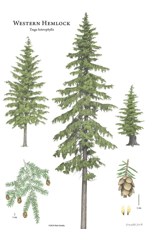 Introducing vertical grain WESTERN HEMLOCK: a well designed, economical option for modern interior wall and ceiling cladding. - reSAWN TIMBER co. Hemlock Tree, Western Hemlock, Pine Tree Drawing, Types Of Trees, Pine Tree Art, Tree Drawings Pencil, Tree Illustration, Evergreen Trees, Tree Silhouette