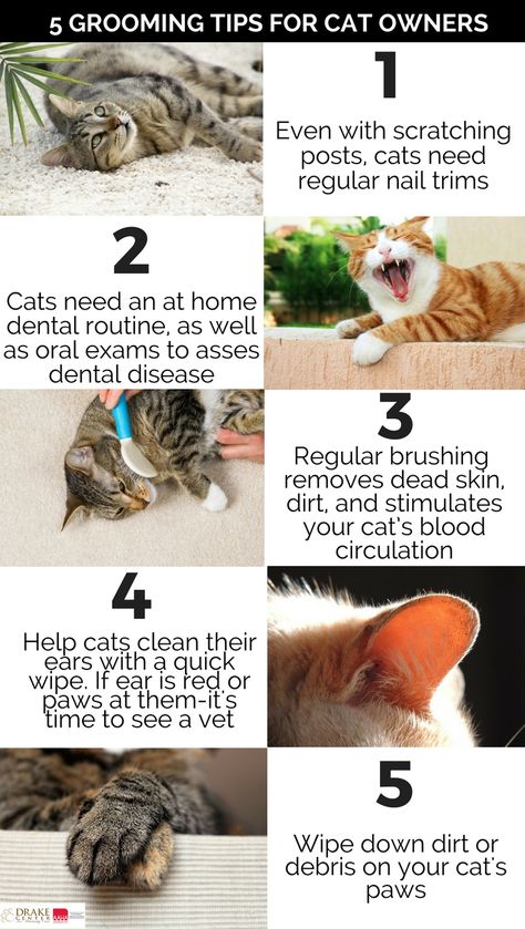 Cat Owner Hacks, Dental Routine, Service Cat, First Time Cat Owner, Cat Advice, Cat Cleaning, 2 Cats, Cat Info, Cat Hacks