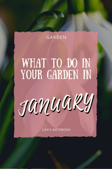 Wondering what to do in the garden in January? Here are some January gardening tasks and January gardening tips for your gardening calendar. Discover what January garden jobs you can be getting on with in your Winter garden 💚 #gardendiary #gardenbymonth #gardenblog January Gardening, January Garden, Gardening Calendar, Garden Diary, Garden Calendar, Mary Mary, Plant Covers, Winter Frost, Garden Maintenance