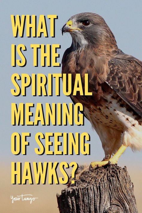 Hawk Symbolism: The Spiritual Meaning Of Seeing Hawks | YourTango #spirituality Hawks Spiritual Meaning, Hawk Meaning Seeing A, Red Tail Hawk Meaning, Seeing Hawks Meaning, Spiritual Meaning Of Hawk, Hawk Quotes Inspirational, Hawk Memorial Tattoo, Cooper Hawk Tattoo, Hawk Symbolism Meaning