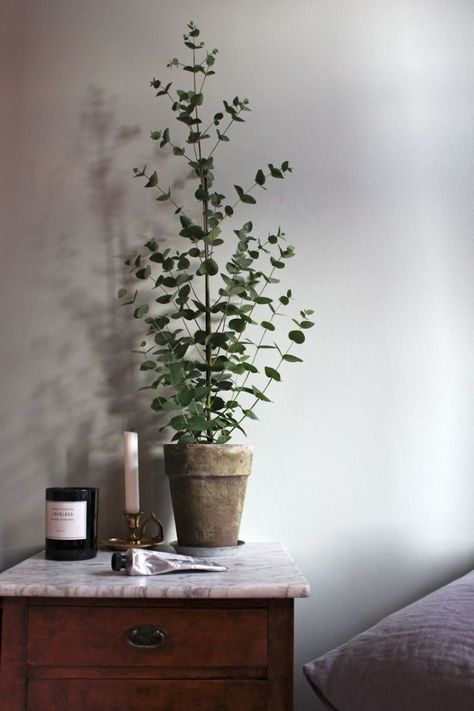 tips on how to grow eucalyptus indoors Plant Corner, Eucalyptus Tree, Inside Plants, A Bottle Of Wine, Interior Plants, Bottle Of Wine, Deco Floral, Growing Indoors, Easy Garden