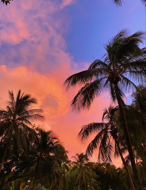 Miami Sunset, Carlsbad California, Pretty Backgrounds, Sunset Aesthetic, Birds Flying, Enjoy Life, Maui, Dream Life, Palm Trees