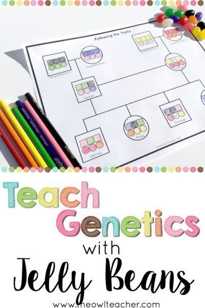 Teach your students about traits being passed down from parents to their offspring (or basic genetics) with this fun, life science demonstration using jelly beans! Grab a freebie to get started and engage your students! Genetics Lessons Elementary, Medical Terminology Project Ideas, Non Mendelian Genetics, Genetics For Elementary Students, Teaching Biology Activities, Biology Activities High School, Mendelian Genetics, Genetics Activities, Biology Lesson Plans