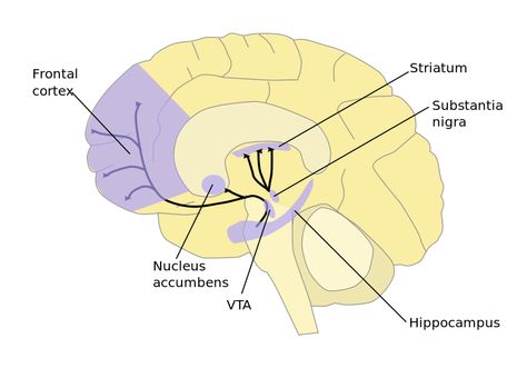 Major dopamine pathways. As part of the reward pathway, dopamine is manufactured in nerve cell bodies located within the ventral tegmental area (VTA) and is released in the nucleus accumbens and the prefrontal cortex. The motor functions of dopamine are linked to a separate pathway, with cell bodies in the substantia nigra that manufacture and release dopamine into the dorsal striatum. Ventral Tegmental Area, Myotonic Dystrophy, Substantia Nigra, Nucleus Accumbens, Neurological System, Relaxation Response, Nerve Cell, Neurological Disorders, Chronic Fatigue