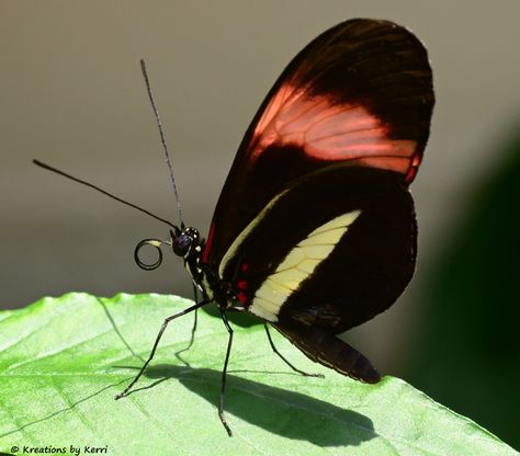 Family Day Quotes, Tropical Butterfly, Most Beautiful Butterfly, Butterfly Houses, Flying Flowers, Cool Bugs, Butterfly Photos, Butterflies Flying, Lady Bugs