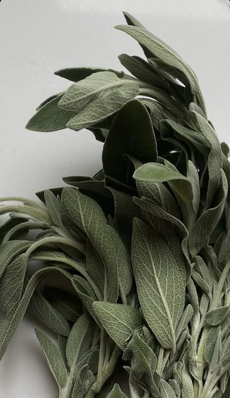 Sage Leaves Aesthetic, Wood Sage And Sea Salt Aesthetic, Mint Leaves Aesthetic, Naturopath Aesthetic, Muted Green Aesthetic, Sage Archetype Aesthetic, Olive Green Aesthetic, Olive Aesthetic, Sage Aesthetic