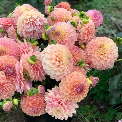 I just love seeing all of the beautiful dahlia orders as they cross our packing bench. 🥰 So many beautiful dahlias are heading out to other gardens and farms over the rest of this month and I couldn’t be more excited for you! I hope you love your new additions. 🌱 Featured in these photos is the lovely Coorabell Moonglow. Colour can vary across the season with peach, gold, yellow and even pink tones to the blooms. Dahlia Wedding, Dahlias Wedding, Cut Flower Farm, Favorite Flowers, Seasonal Flowers, Moon Glow, October Wedding, Flower Farm, Pink Tone