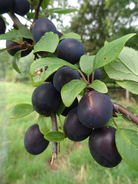 Fruits And Vegetables Pictures, Prune Fruit, Damson Plum, Organic Nursery, Plum Trees, Fruit Bearing Trees, Guava Fruit, Vegetable Pictures, Unique Fruit