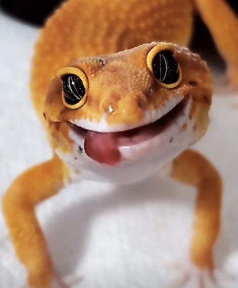 Leopard Gecko Smile, Loot Studios, Leopard Gecko, Reptiles And Amphibians, Gecko, Amphibians, Reptiles, Make Me Smile, Cute Animals