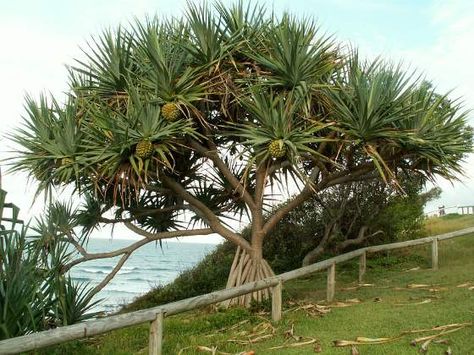 Pandanus Tectorius, Pandanus Tree, Beach House Landscaping, Case Creole, Beach House Garden, Florida Flowers, Tropical Beach Houses, Greenish Grey, Florida Gardening