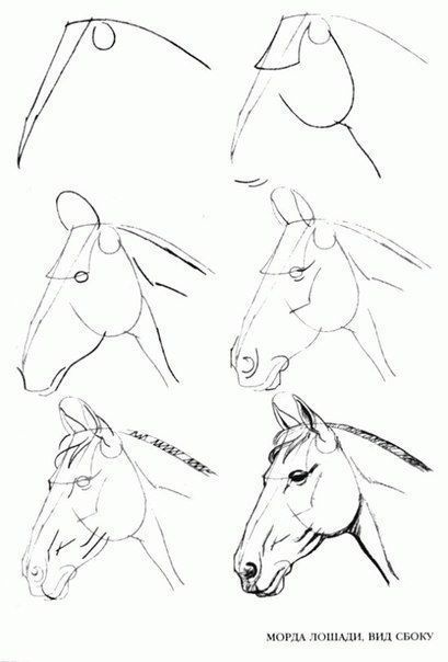 Head Side View, Horse Head Drawing, Tre Kunst, Easy Pencil Drawings, Beautiful Pencil Drawings, Horse Art Drawing, Draw Step By Step, Cai Sălbatici, Horse Sketch