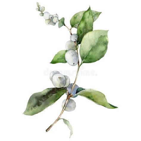 Watercolor Christmas card of white snowberry branch. Hand painted winter plant of berries and leaves isolated on white vector illustration Winter Berries Watercolor, Winter Plants Illustration, Berries Watercolor, Watercolor Christmas Card, Winter Berries, Winter Plants, Watercolor Plants, Watercolor Christmas Cards, Garden Centre