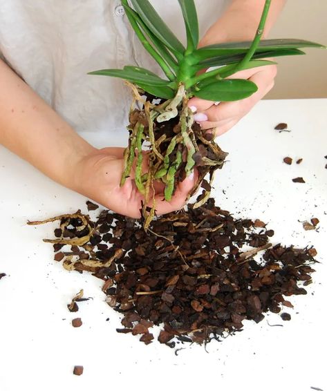 How to Repot an Orchid For Healthier Growth Repot Orchids How To, Orchid Potting Mix, Repotting Orchids, Orchid Fertilizer, Orchid Roots, Houseplant Care, Clean Pots, Root Growth, Orchid Care