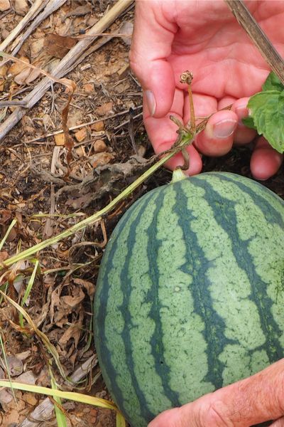 How To Know When Melons Are Ripe - 3 Great Signs It's Time To Pick! When To Pick Watermelon, Pick Watermelon, Pick A Watermelon, Watermelon Growing, Grow Watermelon, Growing Melons, How To Grow Watermelon, Watermelon Plant, Gardening Inspiration