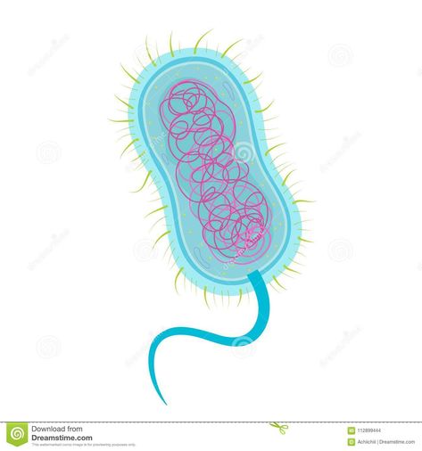 Bacterial Cell Structure, Bacteria Cell, Bacterial Cell, Learn Illustration, Cell Structure, Biology, Disease, To Learn, Stock Illustration