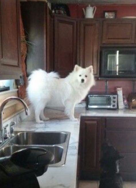 German Spitz, Spitz Dogs, Disabled Dog, Japanese Spitz, Dog Images, Dog Sledding, White Dogs, Pitbull Dog, Dog Dog