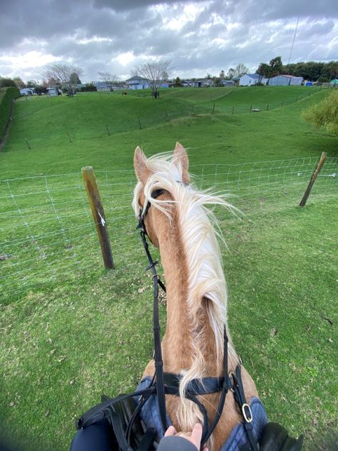 Hores Riding Girl, Dapple Palomino Horse, Palomino Horse Jumping, Horse Riding Pov, Palomino Horse Aesthetic, English Horse Riding Aesthetic, English Riding Aesthetic, English Riding Breeches, Showjumping Aesthetic