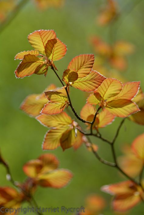 Fresh Copper Beech foliage Copper Beech Foliage, Beech Tree Leaves, Flowers September, Ian Dury, Beech Leaves, Logo Colours, Play Logo, Copper Beech, Beech Trees