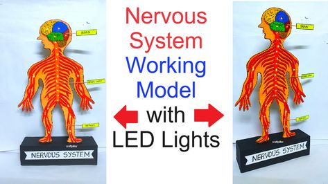 how to make working model of the human nervous system that uses cardboard and LED lights Nervous System Model Project, Biology Working Model, Nervous System Model, Diy For School, Biology Science Fair Projects, Science Project Models, Biology Project, Science Model, Science Exhibition