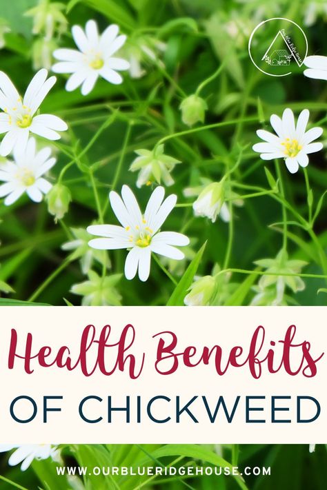 In this blog post, we will cover what chickweed is, how to identify it, the health benefits of chickweed, potential risks, and how it is used in traditional Chinese medicine. Chickweed Tea Benefits, Chickweed Recipes, Chickweed Benefits, Medicinal Weeds, Medicinal Herbs Garden, Edible Wild Plants, Herbal Oil, Herbs For Health, Plant Health