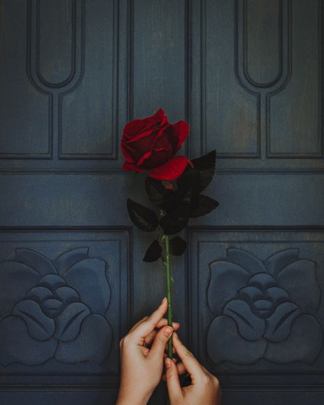 Why do I give my love to you? I give my love to you; because you’re deserving of the pure simplicity and the warm adoring light that my… Rose In Hand, Rose Flower Photos, Rosen Box, Red Roses Wallpaper, Aesthetic Roses, Rose Images, Rose Pictures, Red Rose Flower, Beautiful Rose Flowers