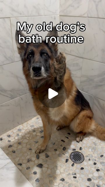 Bathing Your Dog, Dog Bath Routine, Dog Spa Day, Bath Routine, Dog Spa, Dog Bath, Dog Info, Old Dogs, Amazing Animals