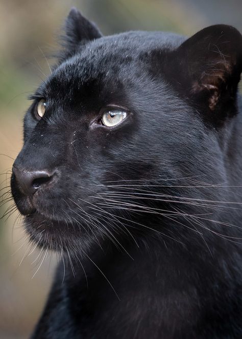 Melanistic Animals, Amur Leopard, Animal Reference, San Diego Zoo, Big Cats, Wild Cats, Hunger Games, Jaguar, A Cat