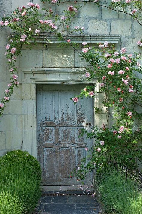 Climbing Ivy On House, Ivy Wall Garden, Climbing Ivy, Cottage Roses, Ivy Wall, Interior Design Images, Garden Vines, Wood Building, Hanging Vines