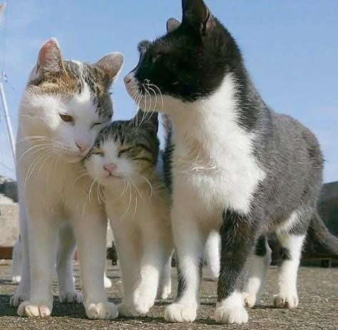 Cats In Love, Image Chat, Cat Pose, Three Cats, Two Cats, Cat Family, Silly Cats, I Love Cats, Beautiful Cat