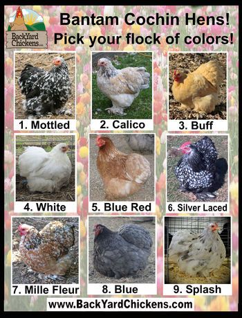 Bantam Cochin Hens ~ http://www.BackYardChickens.com Bantams Chicks, Backyard Chicken Run, Cochin Bantam, Cochin Chickens, Chicken Backyard, Best Laying Chickens, Leghorn Chickens, Laying Chickens Breeds, Best Egg Laying Chickens