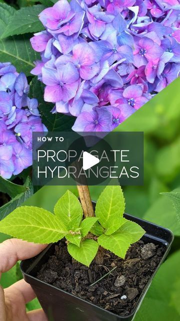 Sarah Fogle | Demo & DIY ✨ | Ugly Duckling House on Instagram: "How to propagate hydrangeas - 3 ✨EASY✨ ways are detailed on my blog, but here’s a look at the method I use most! I do this whenever I trim up my plants and always propagate a few more to give to friends/family (they make a nice housewarming gift). #gardening #propagation #easygardening #gardeningtricks #gardeninghelp #gardeninghacks #gardeningtips #hydrangea #hydrangeas #hydrangeamacrophylla #hortensias #flowerpower #hortensien" How To Propagate Hydrangeas In Water, How To Trim Hydrangeas, Trimming Hydrangeas, How To Propagate Hydrangeas, Hydrangea Propagation, Vanilla Strawberry Hydrangea, Propagating Hydrangeas, Hydrangea Garden, Hydrangea Macrophylla