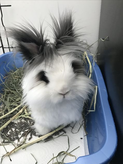 I love my jellybean Bunnies In Love, Bunny Care Tips, Lionhead Bunny, Lionhead Rabbit, Pet Bunny Rabbits, Beautiful Rabbit, Bunny Care, Cute Bunny Pictures, Bunny Mom