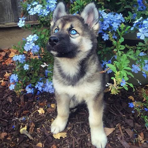 Husky Dog Names, Caine Husky, German Shepherd Husky Mix, Cute Husky Puppies, German Shepherd Husky, Cute Husky, Husky Mix, Australian Shepherds, West Highland Terrier