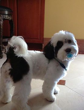 HAVANESE PUPPIES FOR SALE | PAST PUPPIES Havanese Haircuts, Havanese Grooming, Havanese Puppies For Sale, Puppy Haircut, Dog Grooming Styles, Daisy Dog, Puppy Cut, Dog Haircuts, Havanese Puppies