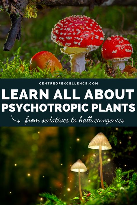 Use "PIN70" for 70% off your first course! Across the globe, there has been a long tradition of using such plants for fun, for spiritual purposes, for self-exploration, for healing and sometimes for nefarious purposes. | Centre of Excellence Online Courses | There’s a colourful spectrum of psychotropic plants and in the Psychotropic Plants Diploma Course, you’ll get an opportunity to explore plants at both ends of this spectrum. #psychotropic #magicmushrooms #magic #psychic #supernatural Chinese Nutrition, Survival Plants, Medicinal Herbs Remedies, Herbs Remedies, Psychoactive Plants, Centre Of Excellence, Indoor Farming, Morel Mushrooms, Magickal Herbs