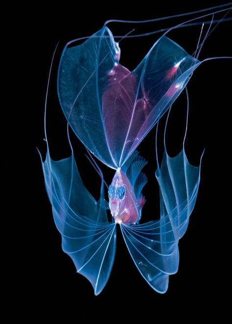 Set against the stark backdrops attainable only during blackwater dives, larval fish become strange, otherworldly specimens with glasslike bodies and translucent fins that billow outward. Their delicate, still-developing anatomies are the subjects of Steven Kovacs’s underwater photos, which frame the young creatures at such precarious stages of life. Koi Fish Tank, Fish Fin, Fauna Marina, Deep Sea Creatures, Beautiful Sea Creatures, Colossal Art, Underwater Creatures, Underwater Photos, Palm Beach Florida