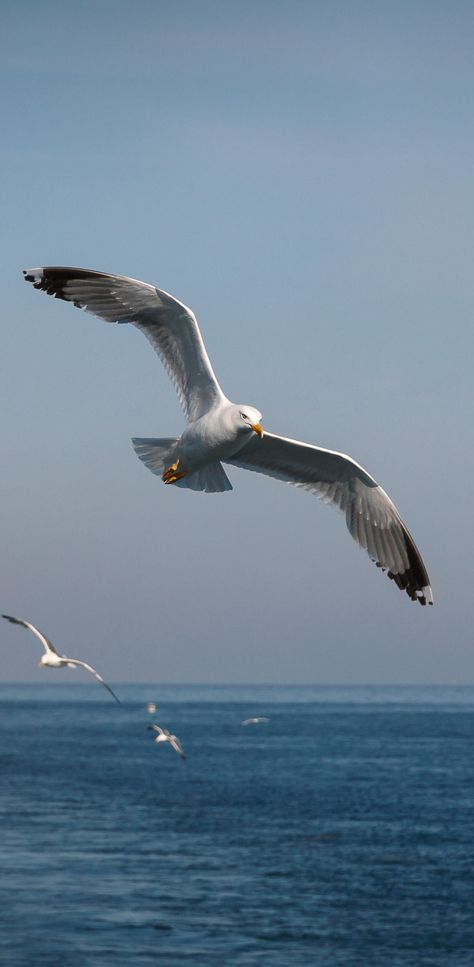 Wallpapers for iPhone Seagull Wallpaper, Nature Iphone Wallpaper, Wallpapers For Iphone, Best Iphone Wallpapers, Majestic Animals, Phone Wallpaper Images, Photography Wallpaper, Sea Birds, Logo Images