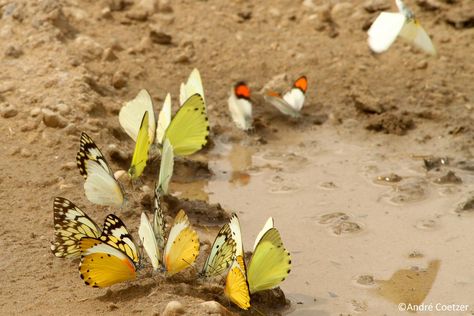 201 03 20 Butterflies Mudpuddling 3 Monarch Butterfly Garden, Butterfly Feeder, Mud Puddle, Butterfly Habitat, Monarch Caterpillar, Mud Bath, Butterfly Species, Project List, Swallowtail Butterfly