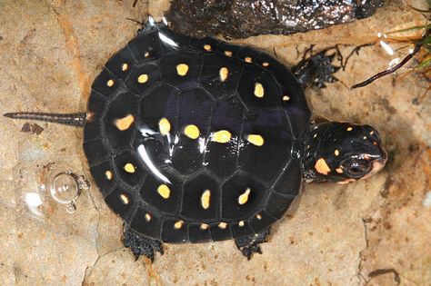 Yellow Spotted Turtle (Geelgestipte schildpad) Spotted Turtle, Baby Sea Turtles, Turtle Pond, Snapping Turtle, Tortoise Turtle, Turtle Bay, Tiny Turtle, Animal Antics, Vivarium