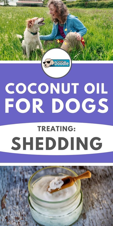 Dog Shedding Remedies, Mange In Dogs, Dog Mange, Dogs Ears, Dog Hot Spots, Apply Coconut Oil, Pet Shed, Coconut Oil For Dogs, Diy Coconut Oil