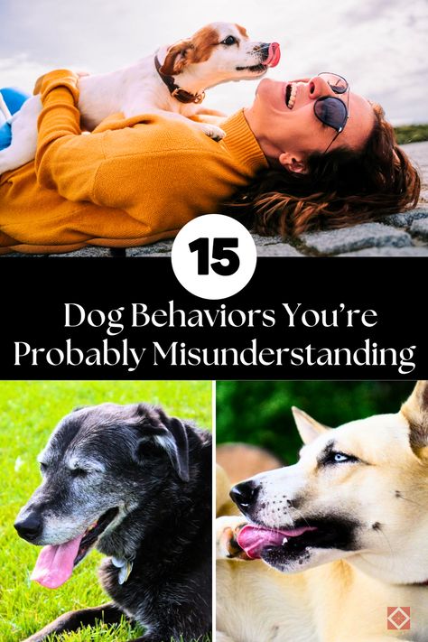 🐾 Misunderstanding your dog’s behavior can lead to unnecessary stress and frustration. Learn the truth behind 15 dog behaviors that are frequently misinterpreted, and find out how to improve your training approach for a better relationship with your dog. #DogTraining #DogBehavior #PetCare Dog Behavior Meaning, Dog Owner Tips, Dog Psychology, Clear Boundaries, Destructive Behavior, Behavior Tips, Dogs Tips, Good Hygiene, Walking Dog