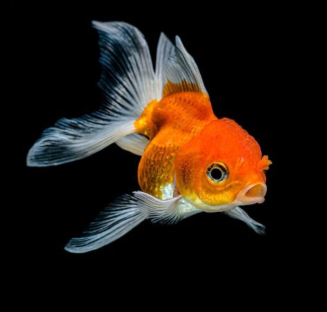 Goldfish in the dark | Premium Photo #Freepik #photo #goldfish #gold-fish #aquarium-fish #big-fish Pet Goldfish, Dog Portraits Art, Petting Zoo, Cute Fish, Pet Fish, Fishing Decor, Art Bible, Beautiful Fish, Colorful Fish