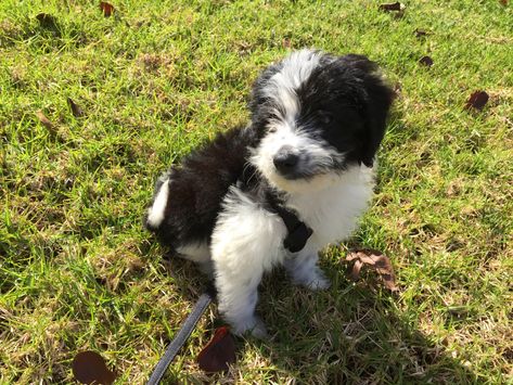 Border Collie Poodle Mix, Border Collie Poodle, Puppy Facts, Border Collie Mix, Doodle Puppy, Mini Poodles, Precious Animals, Poodle Mix, Border Collies