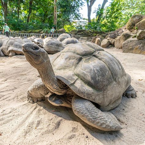 . . . . #maheseychelles #seychelles #seychellesisland #aldabragianttortoise #aldabra #nationalbotanicgardens #tortoise #gianttortoise Seychelles Tortoise, Amazing Frog, Seychelles Islands, Giant Tortoise, Lizards, Cute Creatures, Seychelles, Frogs, Turtles