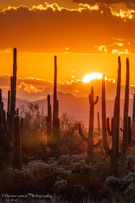 Desert Landscape Art, Natural Wonders Of The World, Sunrise Mountain, Mexican Heritage, Beautiful Nature Wallpaper Hd, Cactus Painting, Desert Vibes, Desert Sunset, Sonoran Desert