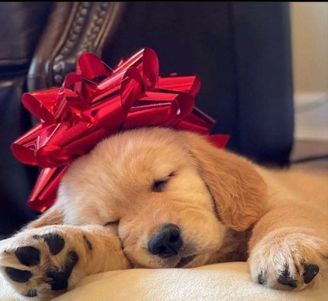 Christmas Puppies Pictures, Christmas Pet Photos, Holiday Pet Photos, Dog Christmas Photos, Dog Christmas Pictures, Girly Christmas Gifts, Christmas Pets, Christmas Dog Outfits, Golden Retriever Christmas