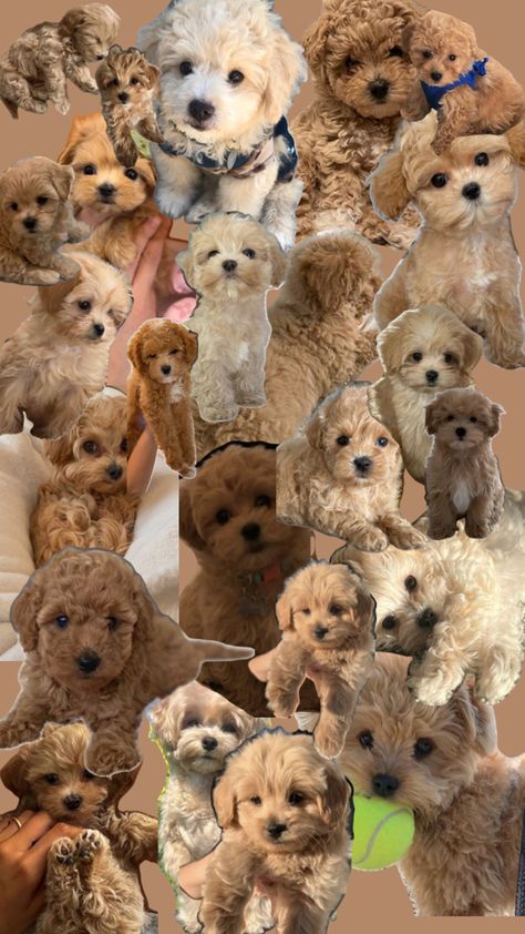 Toy Maltipoo, Maltipoo Dog, Very Cute Puppies, Toy Poodle Puppies, Puppy Wallpaper, Really Cute Puppies, Maltipoo Puppy, Cute Animals Puppies, Very Cute Dogs