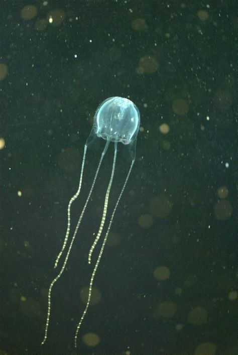 Irukandji Jellyfish, Ocean Projects, Sea Jellies, Cnidaria, Australian Animals, Def Leppard, Marine Life, Jellyfish, Drawing Inspiration